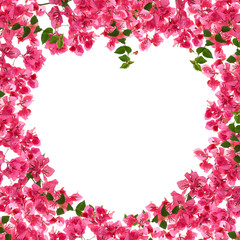 Bougainvillea flower frame on white background ,Provincial flowe