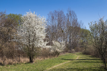 Meadow and a blossoming tree in the spring