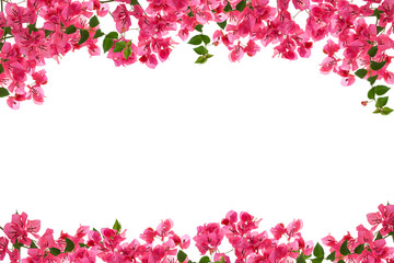 Bougainvillea bloem frame op witte achtergrond, provinciale flowe