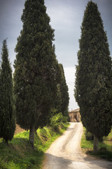 Major cypress trees at the road