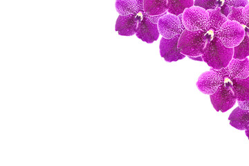 Purple orchid flowers frame on white background