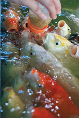 Fototapeta na wymiar feeding fancy carp fish