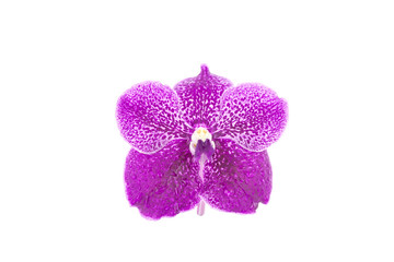 Naklejka na ściany i meble Purple orchid flowers with drop water on white background