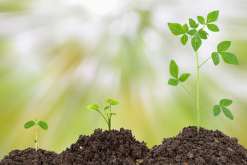  Young green plant on  the soil ,on white background