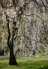 A blooming branch of apple tree in spring