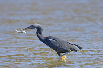 魚を捕えたクロサギ