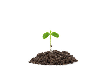  water drop with Young green plant on  the soil ,on white backgr