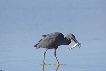 魚を捕えたクロサギ