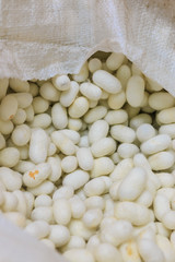 Bag of silkworm cocoons, prepared for extracting silk
