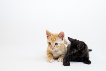 Feline in the Bright Studio Setting