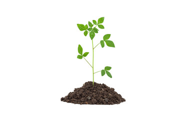  Young green plant with water drop on  the soil , white backgrou
