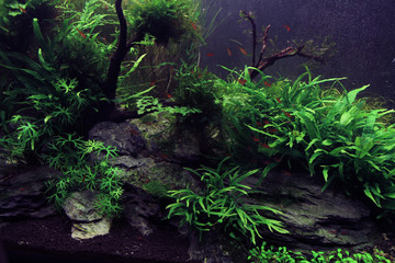 underwater landscape with fishes