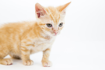 Feline in the Bright Studio Setting