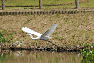 ザリガニを獲ったシラサギ