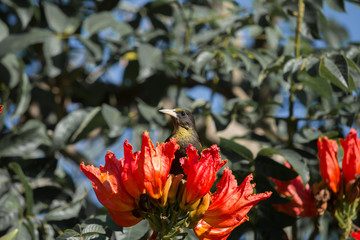 El p&aacute;jaro dentro de la flor come y ve alrededor.