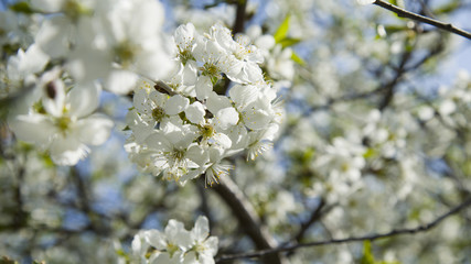 White apple or cherry tree blossoms