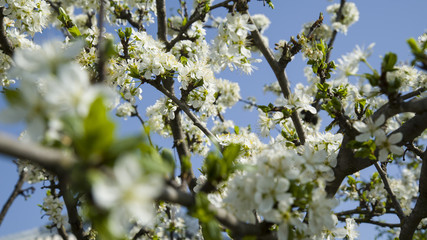 White apple or cherry tree blossoms