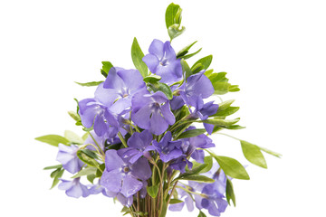 Obraz premium blue flower periwinkle isolated