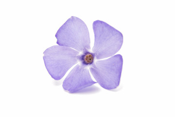 Fototapeta na wymiar blue flower periwinkle isolated