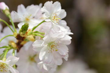 Beautiful Cherry blossom