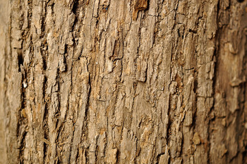 natural wood texture background