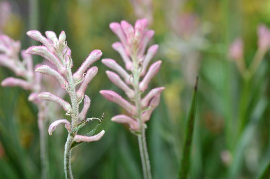 Closeup Of Kangaroo Paw Plant