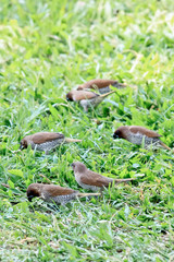 Masses of Scaly-breasted Munia Finding Food On Green Grass