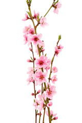 Fototapeta na wymiar pink peach blossom isolated