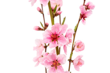 pink peach blossom isolated