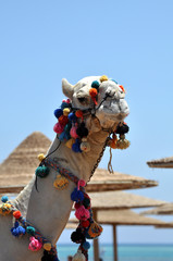 Decorated camel in Africa 