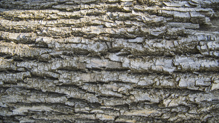 Detail of wooden tree bark texture