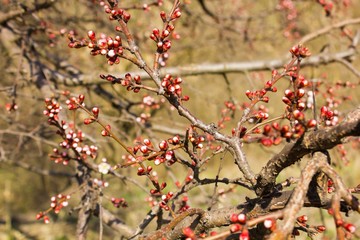 Red Apple Blossoms