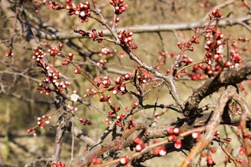 Red Apple Blossoms