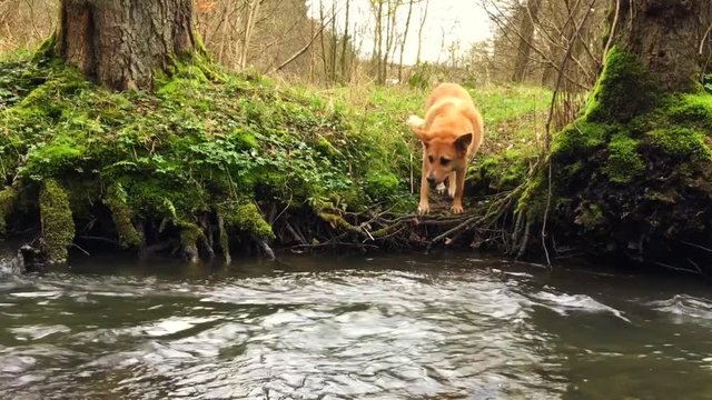 Hund scheut das Wasser Mutig schwimmt durch den tiefen Bach 4k 