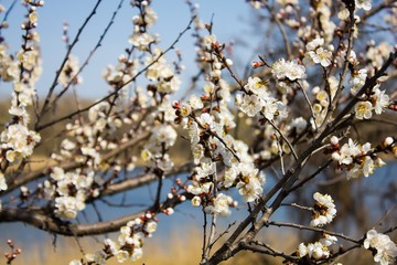 beautiful flowers on the apple tree in nature