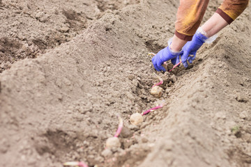 Hands in gloves planting potato into the ground