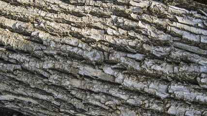 Detail of wooden tree bark texture