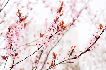 pink trees