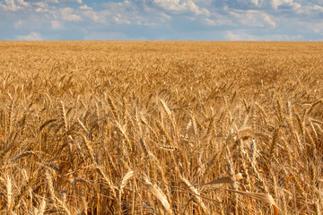 Field of ripe wheat