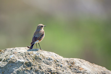 Northern wheatear (Oenanthe oenanthe)