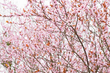 Fototapeta premium pink trees