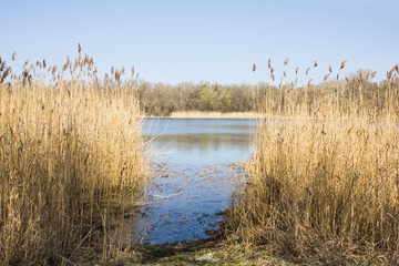  river with high dry grass