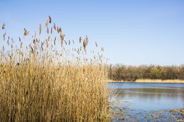  river with high dry grass