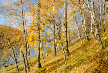 birch tree grove on the river bank in golden autumn