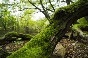 Moos auf altem Baum im Wald