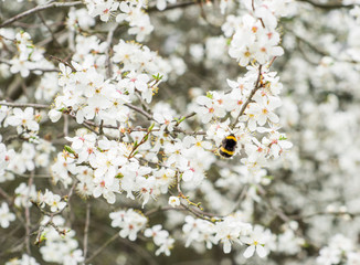 bee on the blooming tree