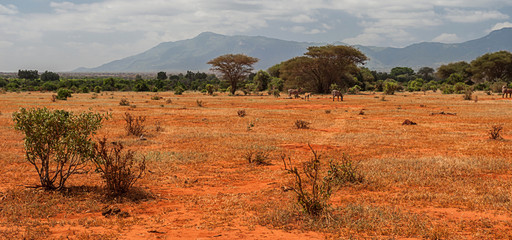 Tsavo East National Park, Kenya