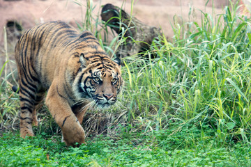 Siberian Tiger, Amur Tiger