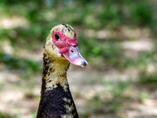Female Muscovy Duck Portrait