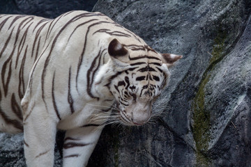White tiger ( Panthera tigris)